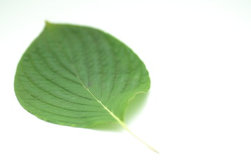 green leaf isolated on white background