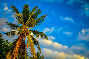 palm tree and blue sky