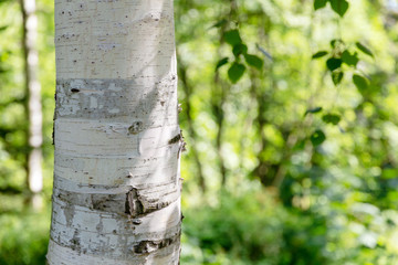 White birch trunk and blurred green foliage and trees on the background. Sunny Summer Forest