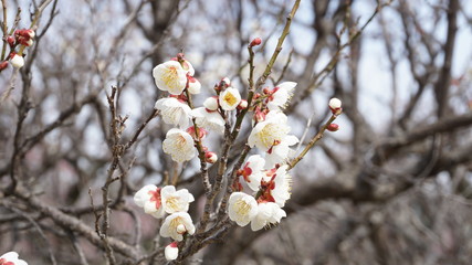 美しい梅の花に魅せられて！