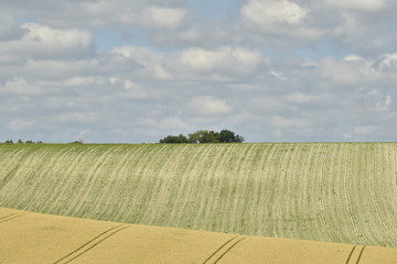 Bois émergeant d'une crête de colline à sol rocailleux blanc derrière un champs de blé ligné ,à Vendoire au Périgord Vert