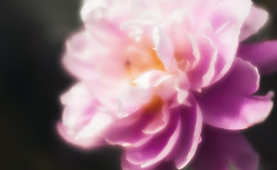 blooming peonies in the garden