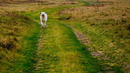 Hungarian Kuvasz dog running on the field