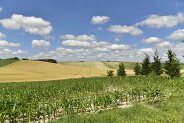 Petit champs de maïs et quelques arbres devant les vallons de blé et de terre calcaire sous un ciel de cumulus au Périgord Vert