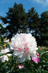 blooming peonies in the garden