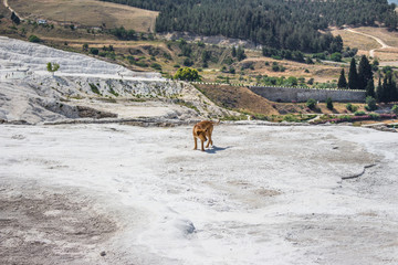 The dog strolls on top of pamukkale.