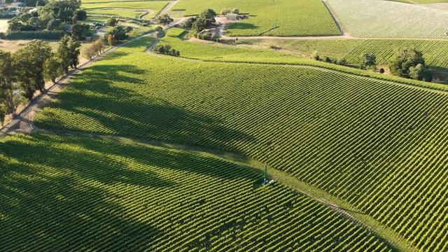 Aerial view of vineyard valley in Napa, California, United States. Sunny weather, sunset, summer. Drone shot