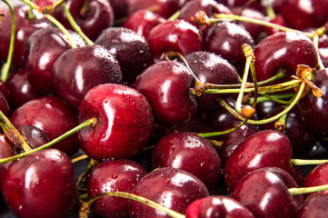 Close up. Summer harvest of sweet cherries. A pile of freshly washed burgundy berries.