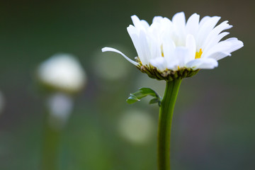 Macro Shot of white daisy flower in sunset light.