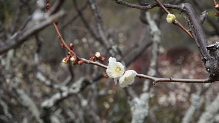 美しい梅の花に魅せられて！