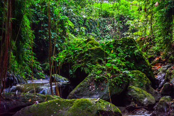 welcome to the jungle