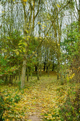 Autumn landscape and autumn leaves.
