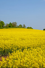 Obraz premium Beautiful yellow canola flowers in the English summertime.
