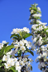 Blooming cherry tree, blue sky background.	