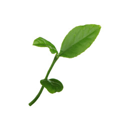 Obraz premium sprout (branch) of orange leaves with water drops isolated on white background