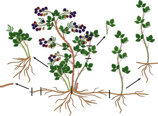 Blackberry vegetative reproduction scheme. Blackberry shrub with ripe berries, root system and green leaves isolated on white background