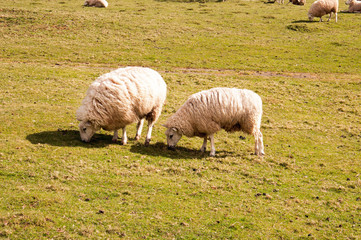 Sheep grazing in an English agricultural landscape.