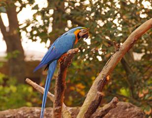 Macaw Perched on Branch