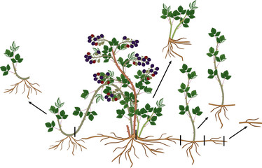 Blackberry vegetative reproduction scheme. Blackberry shrub with ripe berries, root system and green leaves isolated on white background