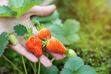 Strawberry berries in a woman's hand