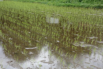 ６月の田んぼ