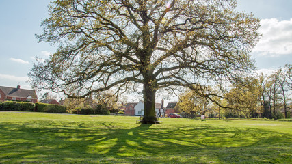 Old oak tree on a English countryside common.