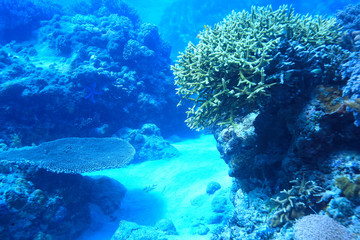 underwater scene / coral reef, world ocean wildlife landscape