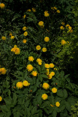 Yellow dandelion flowers on green grass as background.