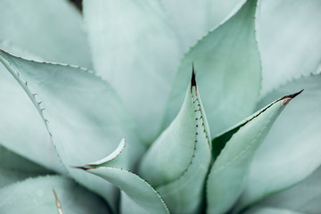 Close up view of light green sharp green cactus
