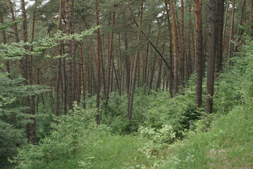 Pine forest in the summer in a cloudy day