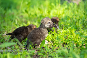 Two weeks old cubs of grey wolf
