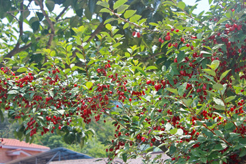 앵두나무열매