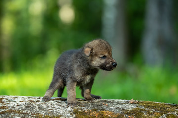 Two weeks old cubs of grey wolf
