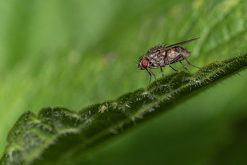 Fliege Insekt