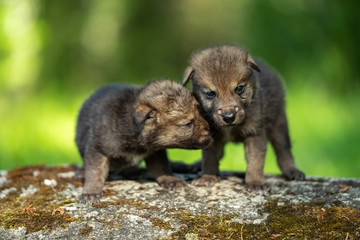 Two weeks old cubs of grey wolf