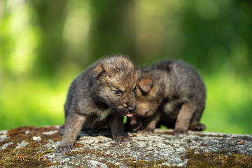 Naklejka na ściany i meble Two weeks old cubs of grey wolf