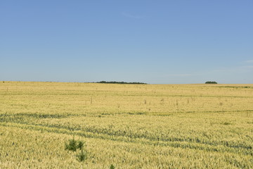 Fototapeta na wymiar Champs de blé à perte de vue sous un ciel clair près du Bourg de Champagne au Périgord Vert