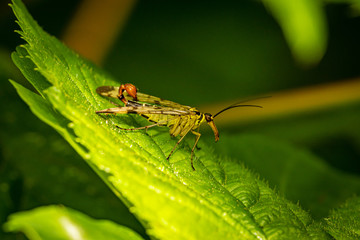 Skorpionfliege Insekt Fliege