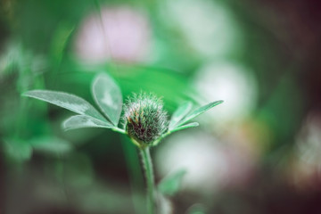 Beautiful fluffy clover Bud on bright juicy green blurred background close up. Fodder and medicinal plants. Meadow clover in summer, macro.