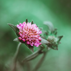 Beautiful pink flower field scabious, gypsy rose, pincushion, knautia arvensis on green background close up. Meadow, field flower summer day, macro.