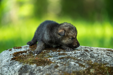 Two weeks old cubs of grey wolf