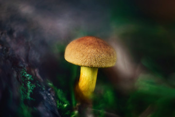 Bright beautiful yellow orange mushroom on a green blurred background close up. Mossiness mushroom, xerocomus in the forest in the moss, macro. The mushroom cap looks like suede.