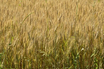 Plantation de blé peu avant la moisson dans un champs près du Bourg de Champagne au Périgord Vert