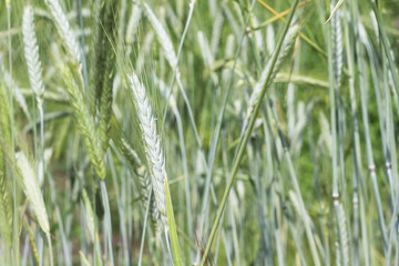 Fototapeta na wymiar Natural Background: field of green ripening wheat.