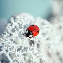 Beautiful ladybug on white moss close up. Ladybird on a blue background on a Sunny day, macro. Red beetle with two black dots adalia bipunctata. Useful insects.