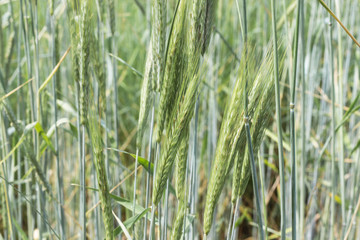 Natural Background: field of green ripening wheat.