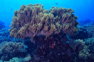 coral reef underwater / lagoon with corals, underwater landscape, snorkeling trip
