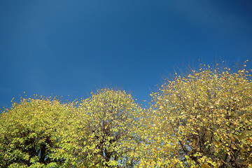 summer park background / nature trees green leaves, abstract background summer view