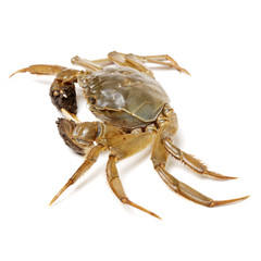 Crab isolated in white background