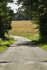 Route de campagne entre deux arbres avant un champs de blé au Puy de Versac au Périgord Vert